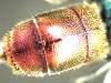 Chrysis longula